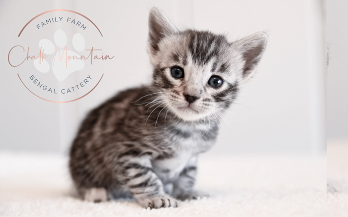 Bengal kitten for sale